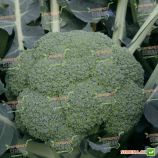 Квинта F1 семена капусты брокколи средней 80-85 дн. 0,8-1 кг (Taki Seeds)