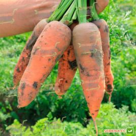 Проміненс F1 насіння моркви Шантане (Takii Seeds)