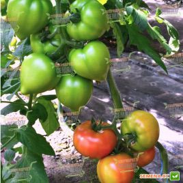 Пінк Ноуз F1 насіння томата індет раннього окр з нос рожевого 180-210г (Solare Sementi)