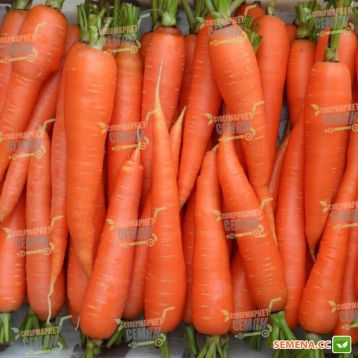 TS 09- 0210 насіння моркви Шантане середньоранньої 105-110 дн (Solare Sementi)