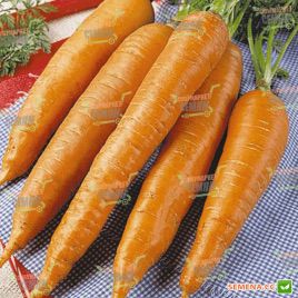 Флакке семена моркови (Servise plus (GSN)