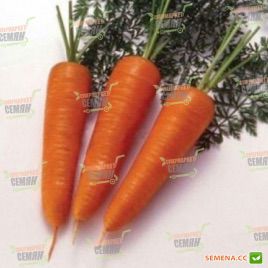 Курода семена моркови (Servise plus GSN)