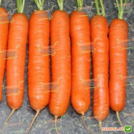 Нантська насіння моркви Нантес (Service plus (GSN)