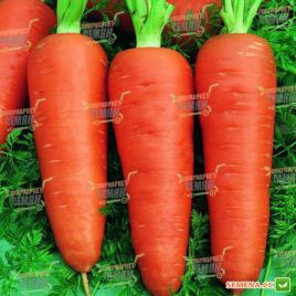 Роял Шантане насіння моркви (Service plus (GSN)