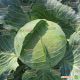Дитмаршер Фрюер семена капусты б/к ранней 55-60 дн 1-1,3 кг окр. (Satimex КЛ)