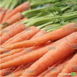Длинная Красная семена моркови Нантес (Satimex)