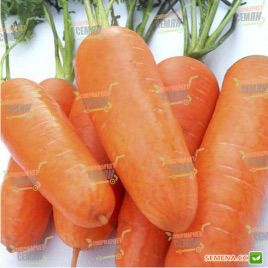 Кампино семена моркови Флакке (Satimex)