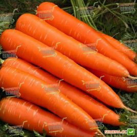 Червона Бояриня насіння моркви (SX)