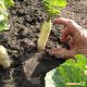 Ледяная сосулька семена редиса белого веретенообр. 40 дн. (Satimex КЛ)