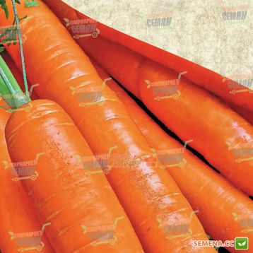 Натофи семена моркови Нантес (SX)