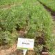 Волкано F1 (VD) семена моркови Нантес поздней 130-140 дн. 18-22 см (Vilmorin)