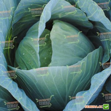 Адаптор F1 капуста белокочанная - Syngenta, купить семена, цена в интернет-магазине - Супермаркет Семян