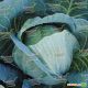 Девотор F1 семена капусты б/к среднепоздней 105-110 дн. 3,5-4 кг окр. (Syngenta) НЕТ ТОВАРА