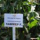 Хаммер F1 семена кукурузы суперсладкой (Lark Seeds)
