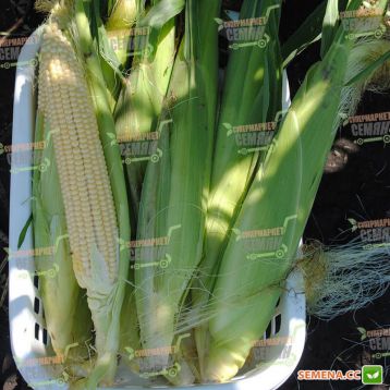 Хаммер F1 семена кукурузы суперсладкой Sh2 поздней 85 дн. 24-26 см 16-18 р. (Lark Seeds) НЕТ ТОВАРА
