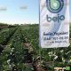 Сиркон F1 семена капусты б/к поздней 145 дн. 3-4 кг окр. (Bejo)