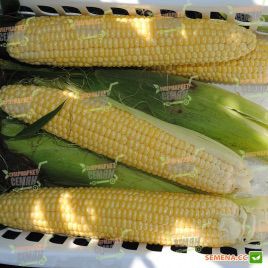 Шамо F1 семена кукурузы суперсладкой Sh2 ранней 73 дн. 23-24 см 16-18 р. (Lark Seeds) СНЯТО С ПРОИЗВОДСТВА