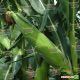 Алойзия F1 семена кукурузы суперсладкой Sh2 ранней 75 дн. 400-450 гр. 20-21 см 16-18 р. (Semo)