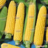 Аранка F1 семена кукурузы суперсладкой Sh2 65-70 дн. (Semo)
