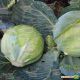 Портоза F1 семена капусты б/к поздней 100-120 дн. 3-5 кг окр. (Semo)
