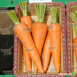 СВ 3118 ДЧ F1 (SV 3118 DH F1) семена моркови Шантане ранней 115 дн (1,4-1,6 мм) (Seminis)