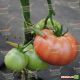 Анетта F1 (CRX 78288 F1) семена томата индет. среднеранн. окр. 160 гр. (Cora Seeds)