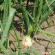 Кэнди F1 (Кенди, Candy F1) семена лука репчатого среднего дня ультрараннего 85-90 дн. 120-250 гр. желтого (Seminis)