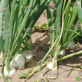 Оризаба F1 семена лука репчатого белого (Seminis)