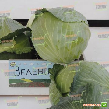 Зелонор F1 (Зеленор F1) семена капусты б/к поздней 130-135 дн. 3 кг окр. (Syngenta) НЕТ ТОВАРА