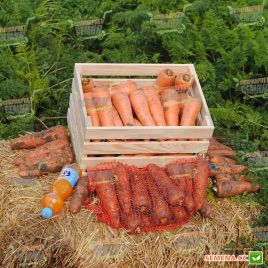 Мірафлорес F1 насіння моркви Нантес (Clause)
