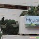 Монако F1 семена капусты брокколи средней 80-85 дн. 1,5-2 кг (Syngenta)