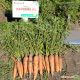 Харизма F1 семена моркови Шантане ранней 115-120 дн. 15-17 см (Moravoseed)