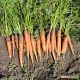 Афалон F1 семена моркови Берликум/Флакке среднепоздней 115-120 дн. 18-19 см (Moravoseed)