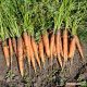 Афалон F1 семена моркови Берликум/Флакке среднепоздней 115-120 дн. 18-19 см (Moravoseed)