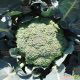 Грин Меджик F1 семена капусты брокколи ранней 60-65 дн. 0,5-0,8 кг (Sakata)