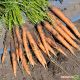 Джерада F1 (1,4-1,6) семена моркови Нантес ранней 90-110 дн. (Rijk Zwaan) НЕТ ТОВАРА