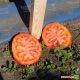 Усмань F1 семена томата дет. раннего 56-60 дн. окр. 200-220 гр красный (Enza Zaden)