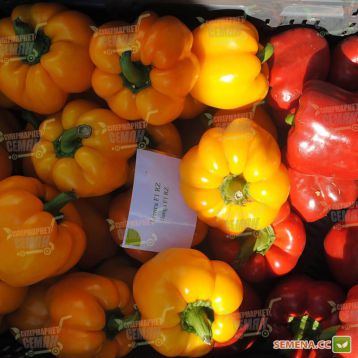 Перец Иланга F1 семена сладкого перца - Rijk Zwaan купить, цена в Супермаркете Семян