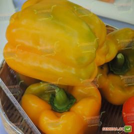 Джерардо F1 (Герардо F1) семена перца сладкого тип Блочный раннего 60-62 дн. куб. 220-260 гр. зел./желт. (Hazera)