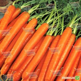 Анжелика F1 семена моркови Нантес 100 дн. (Erste Zaden)