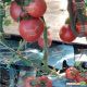 Дімеросса F1 семена томата индет розового (Enza Zaden) 