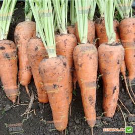 Альтона F1 (1610 F1) семена моркови Курода Шантане средней 105-110 дн. (Agri Saaten)