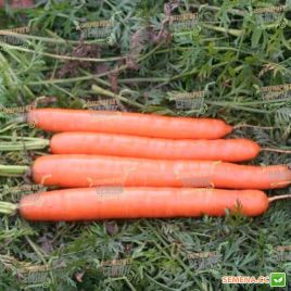Метро F1 насіння моркви Нантес 125 дн. (Agri Saaten)