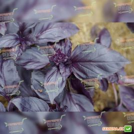 Розі Organic насіння базиліка фіолетового (Enza Zaden/Vitalis)