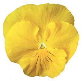 Колоссус F1 жовта (yellow) насіння віоли (Syngenta)