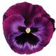 Колоссус F1 неон-фиолетовый семена виолы (Syngenta)