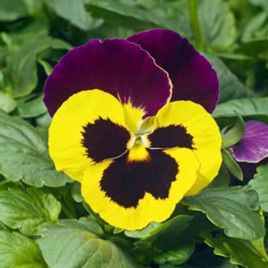 Карма F1 семена виолы желтой с пурпурным крылом (Syngenta)