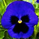 Маммут F1 темно-синя насіння віоли (Syngenta)