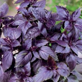 Базилік фіиолетовий насіння (Satimex)