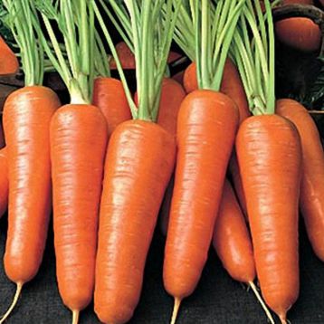 Бентли F1 семена моркови Нантес 120 дн. (Agri Saaten)